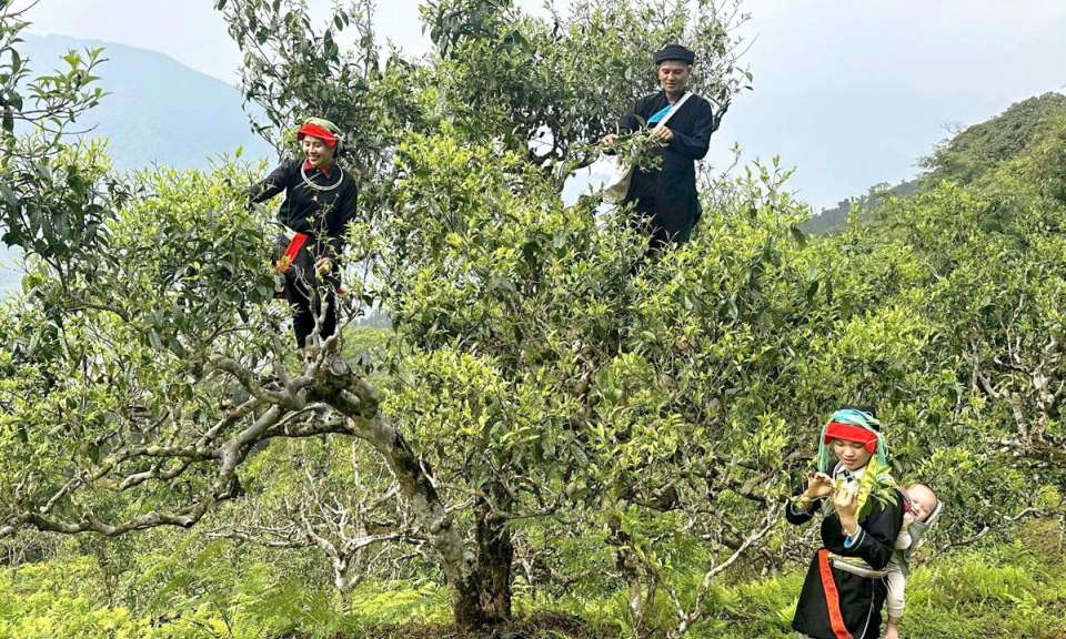 Đ&aacute;nh thức hương tr&agrave; tr&ecirc;n đỉnh X&agrave; Ph&igrave;n
