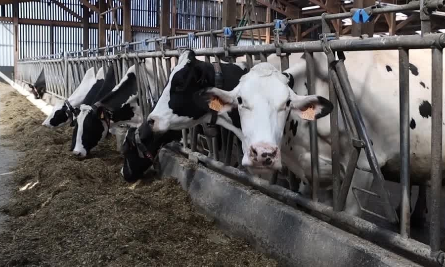WHO điều tra ca nhiễm virus Shamonda đầu ti&ecirc;n ở người tại Ph&aacute;p