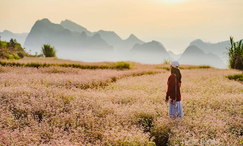 Lũng C&uacute; rộn r&agrave;ng m&ugrave;a Lễ hội hoa Tam gi&aacute;c mạch