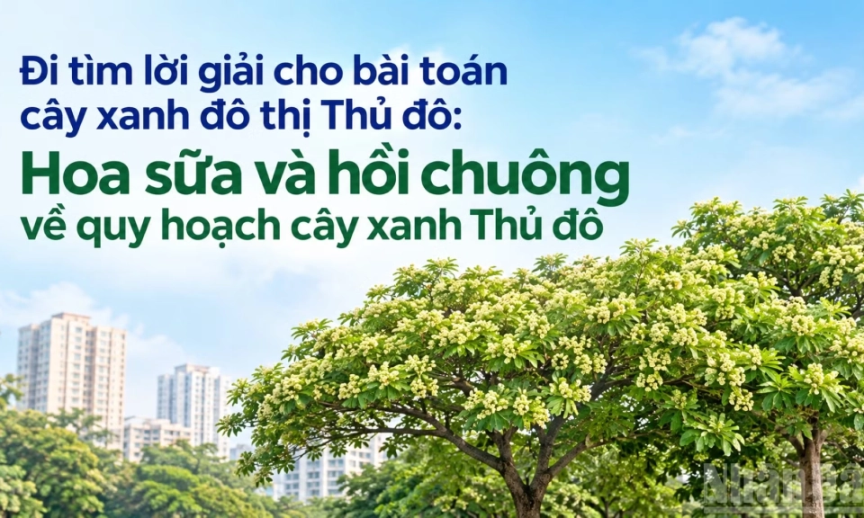 Hoa sữa v&agrave; hồi chu&ocirc;ng về quy hoạch c&acirc;y xanh Thủ đ&ocirc;